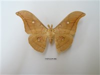 藏品(姬透目天蠶蛾)的圖片